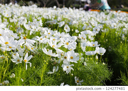 White cosmos flowers in the park White cosmos flowers in the park 124277481