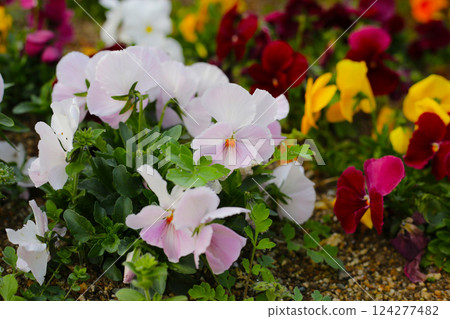 Beautiful pansy flowers in the garden Beautiful pansy flowers in the garden 124277482