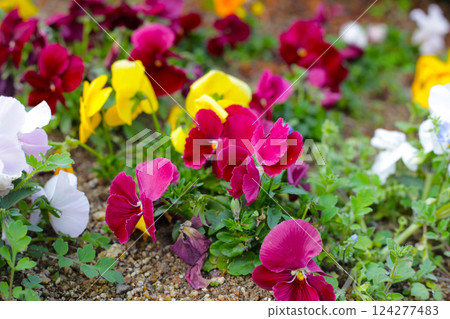 Beautiful pansy flowers in the garden Beautiful pansy flowers in the garden 124277483