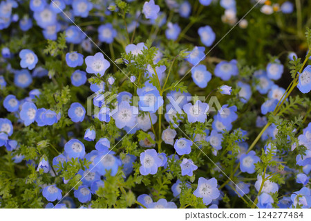 Nemophila flower, The Expo 70 Commemorative Park, Osaka, Japan Nemophila flower, The Expo 70 Commemorative Park, Osaka, Japan 124277484