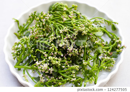 Fresh Flower of Ceylon Spinach or, Malabar Nightshade Fresh Flower of Ceylon Spinach or, Malabar Nightshade 124277505