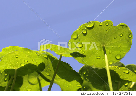 Centella asiatica (gotu kola). Fresh green leaves herb background. 124277512