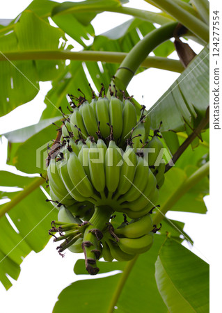 A large bunch of unripe green bananas hanging from a banana tree. A large bunch of unripe green bananas hanging from a banana tree. 124277554