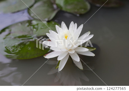 Blooming white water lily in pond Blooming white water lily in pond 124277565
