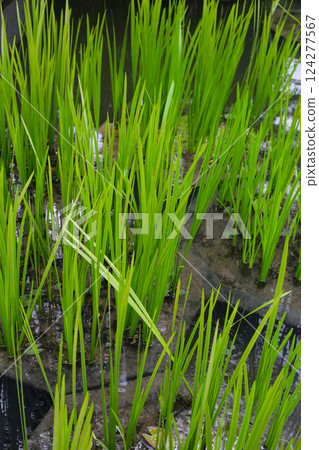 Leaves of Acorus calamus, also known as Sweet Flag, growing in water 124277567