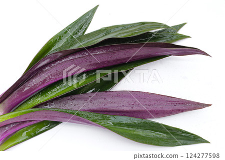 Boat-lily, Oyster Lily, Oyster Plant, White-flowered Tradescantia. 124277598