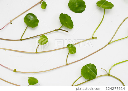 Fresh centella asiatica leaves. Gotu kola herb plant Fresh centella asiatica leaves. Gotu kola herb plant 124277614