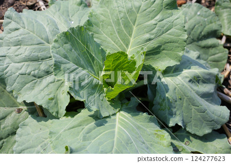 Green cabbages plants. Organic farming. Green cabbages plants. Organic farming. 124277623
