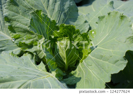 Green cabbages plants. Organic farming. 124277624