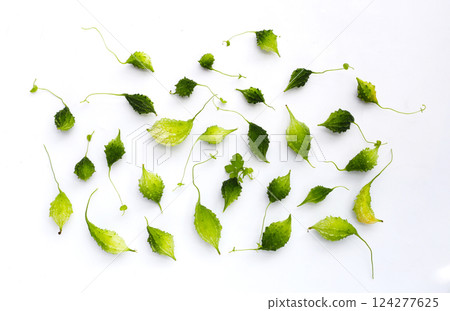 Balsam pear, Bitter cucumber, Leprosy gourd Balsam pear, Bitter cucumber, Leprosy gourd 124277625