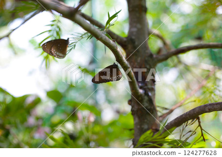 A beautiful butterfly in the garden 124277628
