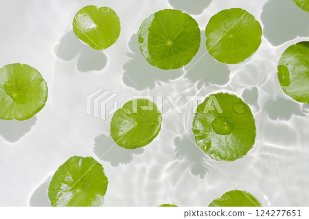 Fresh green leaves of Centella asiatica or gotu kola or asiatic pennywort, floating on water. It is a medicinal herb with many health benefits. Fresh green leaves of Centella asiatica or gotu kola or asiatic pennywort, floating on water. It is a medicinal herb with many health benefits. 124277651