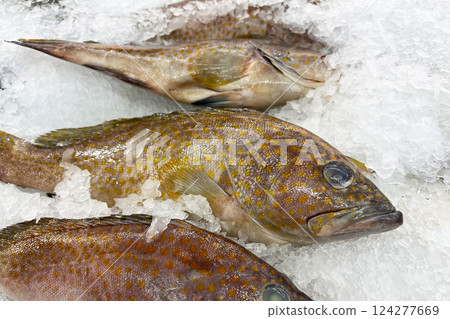 Fresh fish for sale on a bed of ice at a seafood market 124277669