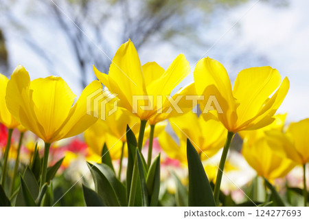 Beautiful tulip flower garden. The Expo 70 Commemorative Park, Osaka, Japan 124277693