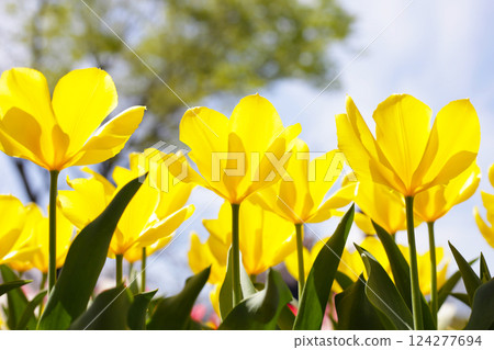 Beautiful tulip flower garden. The Expo 70 Commemorative Park, Osaka, Japan 124277694