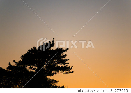 日落天空和鳥類剪影 124277913