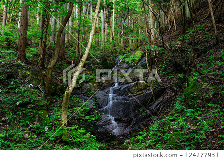 Fresh green forest and beautiful clear streams - Takikawa Valley 124277931