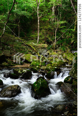 翠綠的森林和清澈的小溪 - 瀧川溪谷 124277956