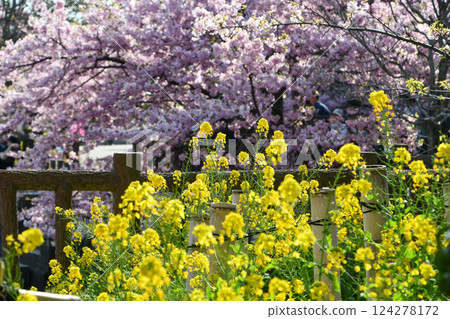 京都淀川的河津櫻花和油菜花 京都淀川的河津櫻花和油菜花 124278172