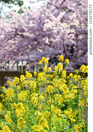 京都淀川的河津櫻花和油菜花 京都淀川的河津櫻花和油菜花 124278173