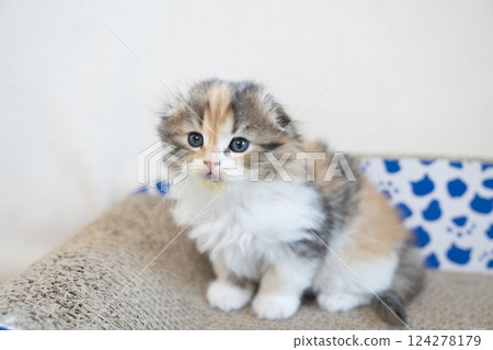 蘇格蘭折耳貓在爪子磨刀器上 124278179