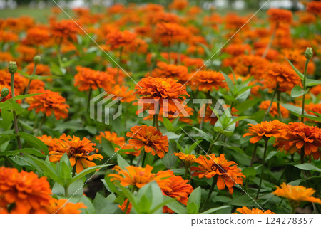 Beautiful zinnia flowers blooming 124278357
