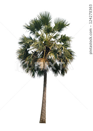 Asian Palmyra Palm (Borassus flabellifer) 124278363