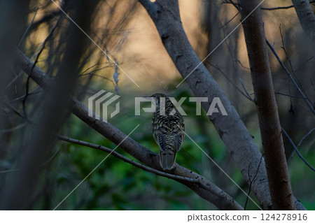 一隻留鳥，畫眉鳥，棲息在樹枝上 124278916