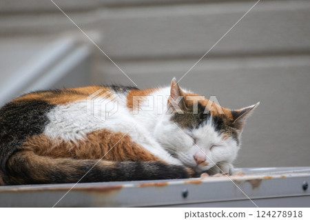 Stray cats during a nap Stray cats during a nap 124278918