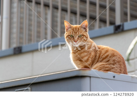 Stray cat sitting on top of a storage shed 124278920