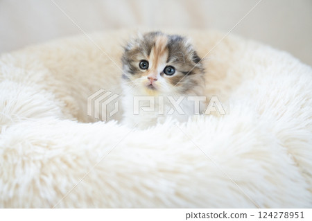 Scottish fold kitten in a white bed 124278951