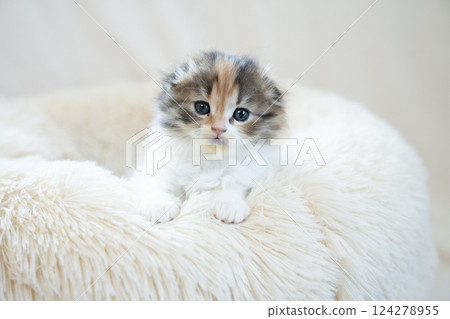 在一張白色床上的蘇格蘭折耳貓小貓 124278955