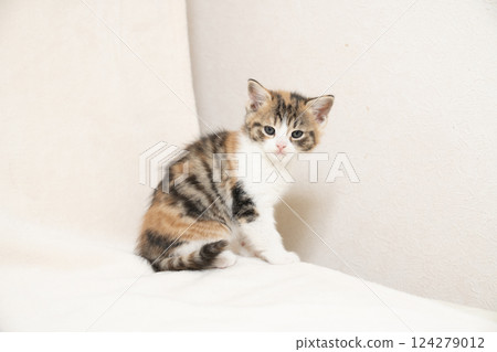 Scottish Fold kitten looking back with a white background 124279012