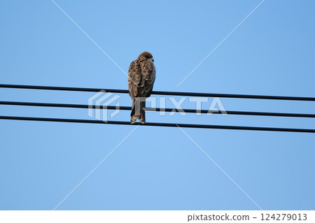 The back view of a black kite perched on a power line 124279013