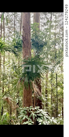 small tree in the forest 124279249