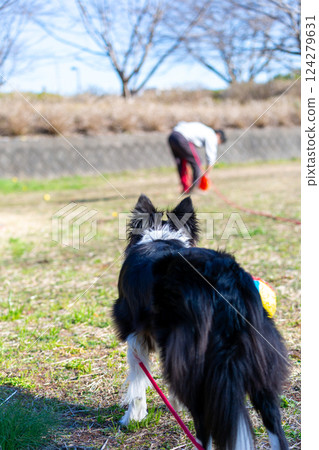 邊境牧羊犬在公園與主人玩耍 124279631