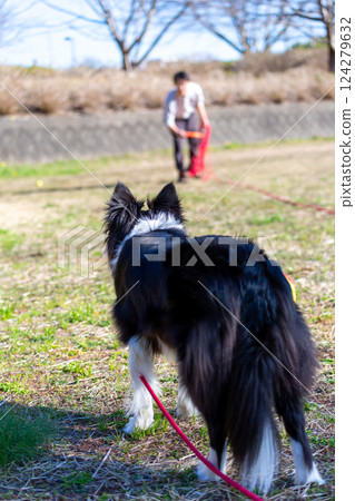 Border collie playing with owner in park Border collie playing with owner in park 124279632