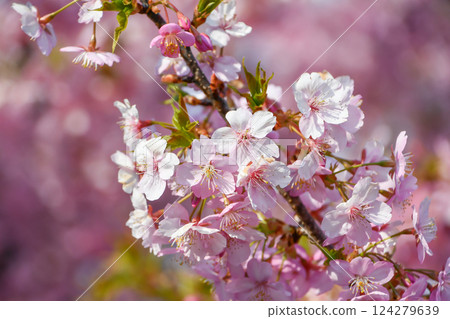 京都淀川河津櫻花 124279639