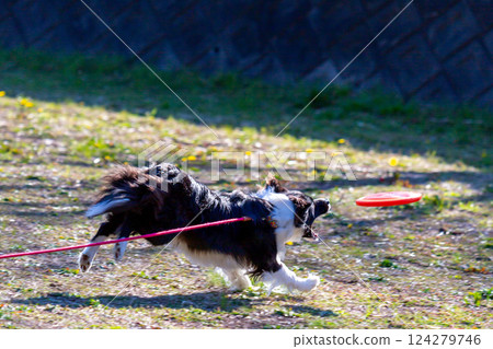 邊境牧羊犬在公園玩耍 124279746