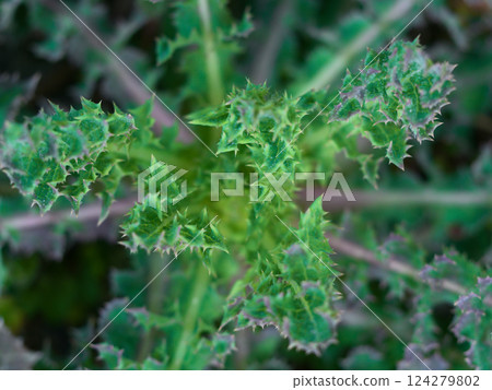 The spiny sawtooth of the Asteraceae family The spiny sawtooth of the Asteraceae family 124279802