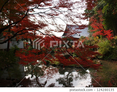 Kinkaku Komyoji Temple 124280135