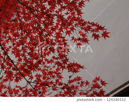 Kinkaku Komyoji Temple 124280152
