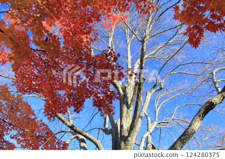 秋天的樹葉顏色鮮豔 124280375