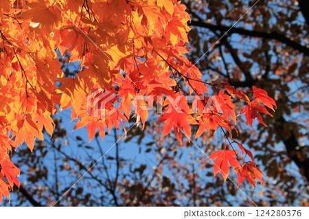 秋天的樹葉顏色鮮豔 秋天的樹葉顏色鮮豔 124280376