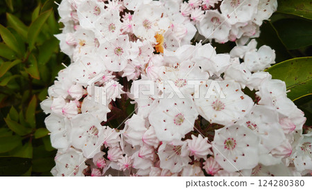 White flowers Kalmia American rhododendron 124280380