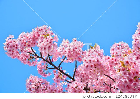 櫻花盛開,藍藍的天空 櫻花盛開,藍藍的天空 124280387