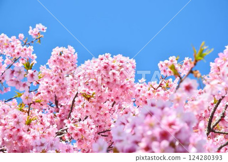 櫻花盛開，藍藍的天空 124280393
