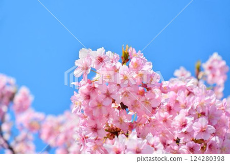 櫻花盛開，藍藍的天空 124280398