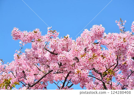 Cherry blossoms in full bloom and blue sky 124280408