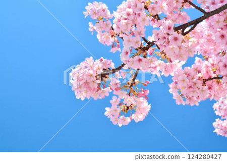 櫻花盛開，藍藍的天空 124280427